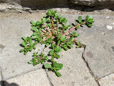 Portulak (Portulaca oleracea) in Saarbrücken