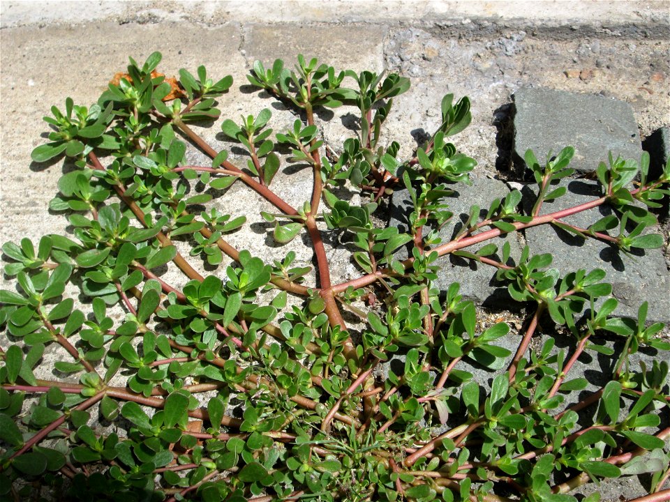 Portulak (Portulaca oleracea) in Saarbrücken