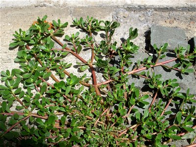 Portulak (Portulaca oleracea) in Saarbrücken
