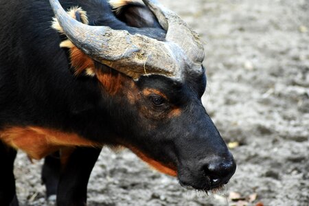 Portrait head animal world of
