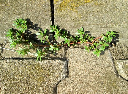 Portulak (Portulaca oleracea) am Hauptbahnhof Mannheim