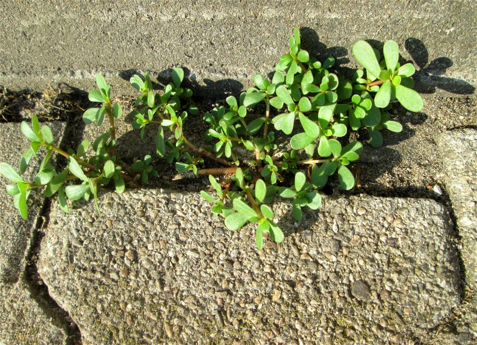 Portulak (Portulaca oleracea) am Hauptbahnhof Mannheim