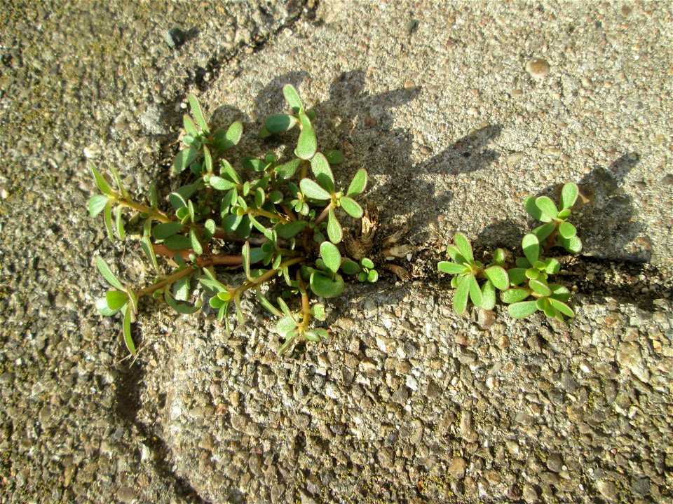 Portulak (Portulaca oleracea) am Hauptbahnhof Mannheim