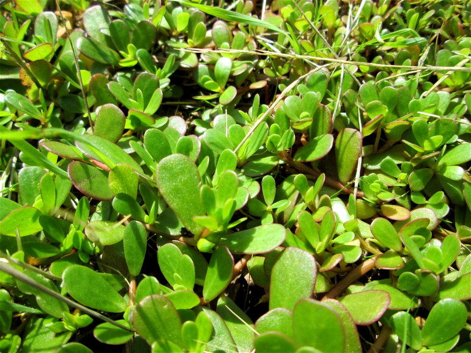 Portulak (Portulaca oleracea) auf einem Parkplatz in Saarbrücken