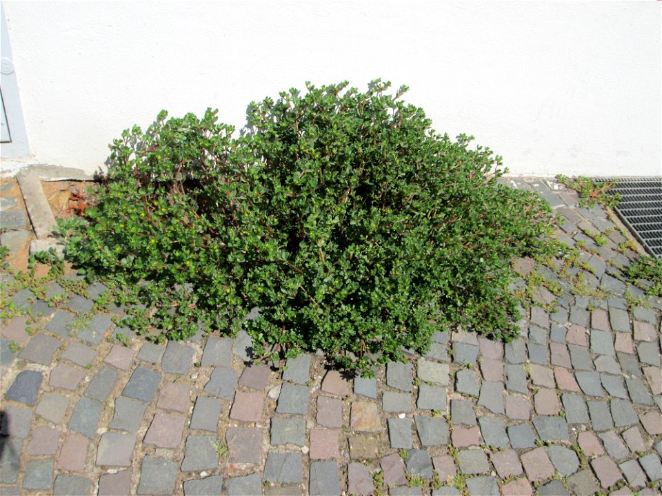 Portulak (Portulaca oleracea) in Alt-Saarbrücken