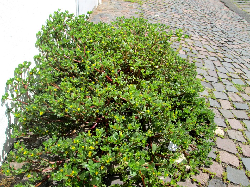 Portulak (Portulaca oleracea) in Alt-Saarbrücken