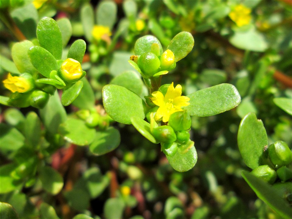 Portulak (Portulaca oleracea) in Alt-Saarbrücken