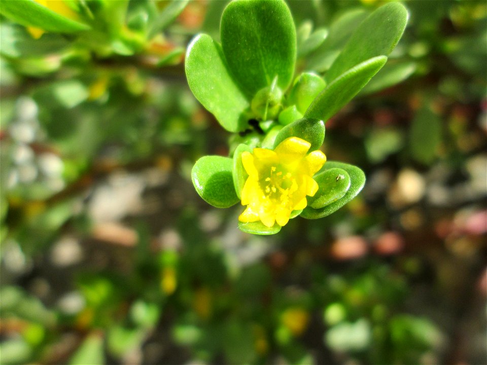 Portulak (Portulaca oleracea) in Alt-Saarbrücken