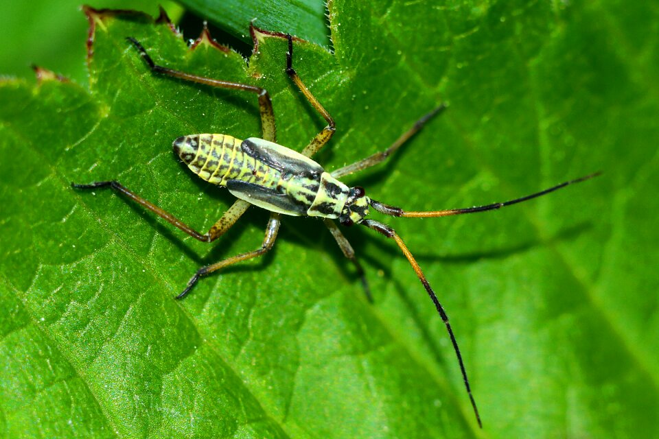 Insect macro Free photos