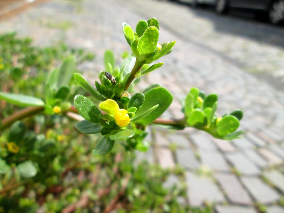 Portulak (Portulaca oleracea) in Alt-Saarbrücken