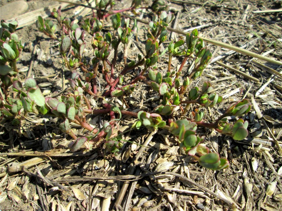 Portulak (Portulaca oleracea) am Acker-Rand bei Bischmisheim