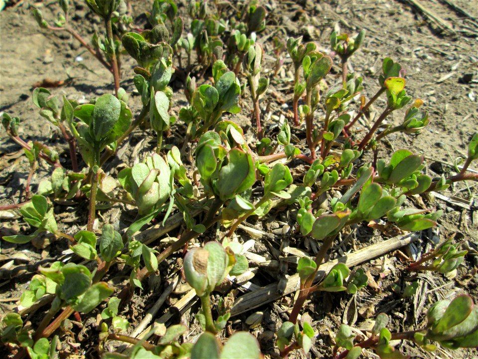 Portulak (Portulaca oleracea) am Acker-Rand bei Bischmisheim photo