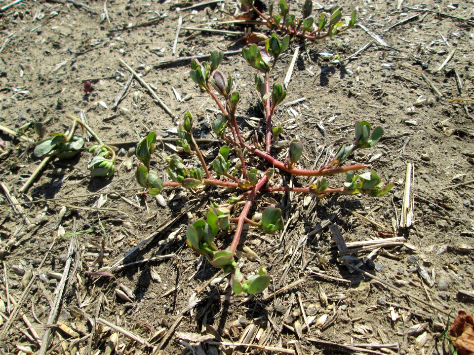 Portulak (Portulaca oleracea) am Acker-Rand bei Bischmisheim