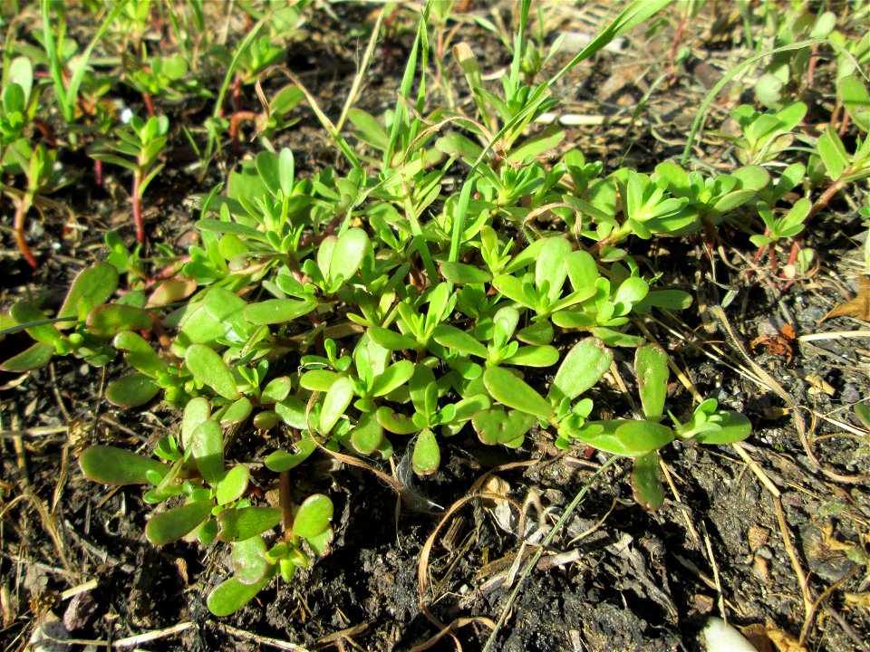 Portulak (Portulaca oleracea) bei Kleinblittersdorf