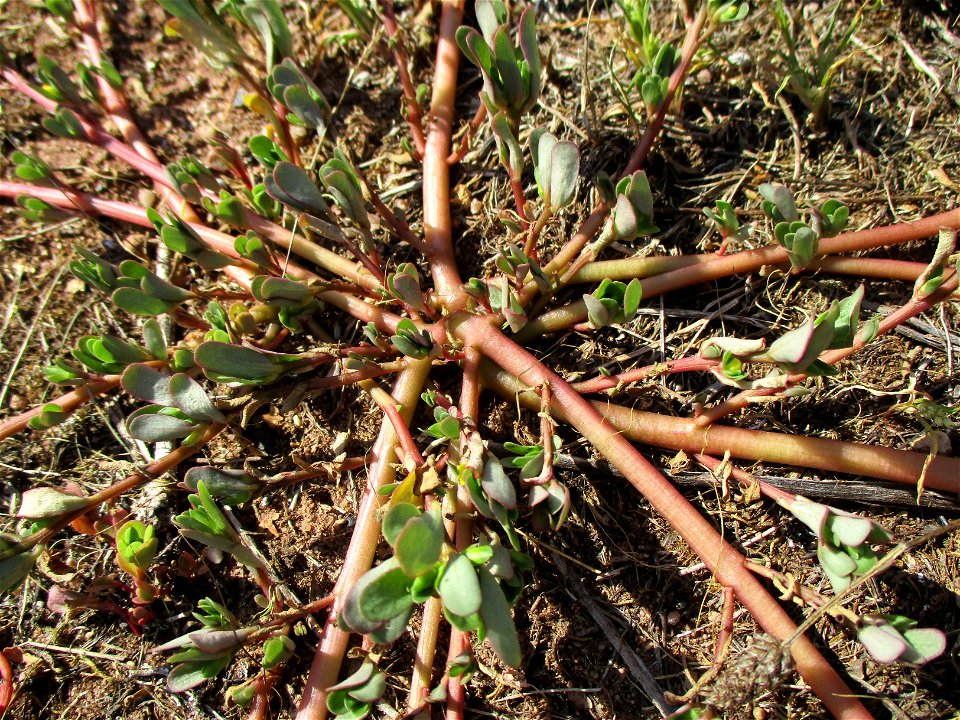 Portulak (Portulaca oleracea) in einer Heidelandschaft in Brebach