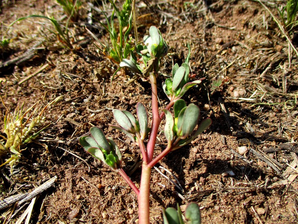 Portulak (Portulaca oleracea) in einer Heidelandschaft in Brebach