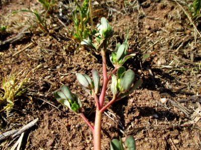Portulak (Portulaca oleracea) in einer Heidelandschaft in Brebach photo