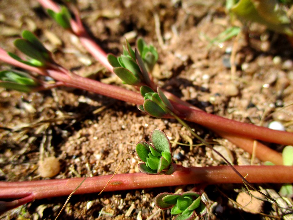 Portulak (Portulaca oleracea) in einer Heidelandschaft in Brebach