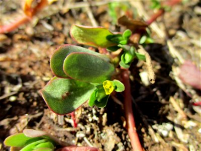 Portulak (Portulaca oleracea) in einer Heidelandschaft in Brebach