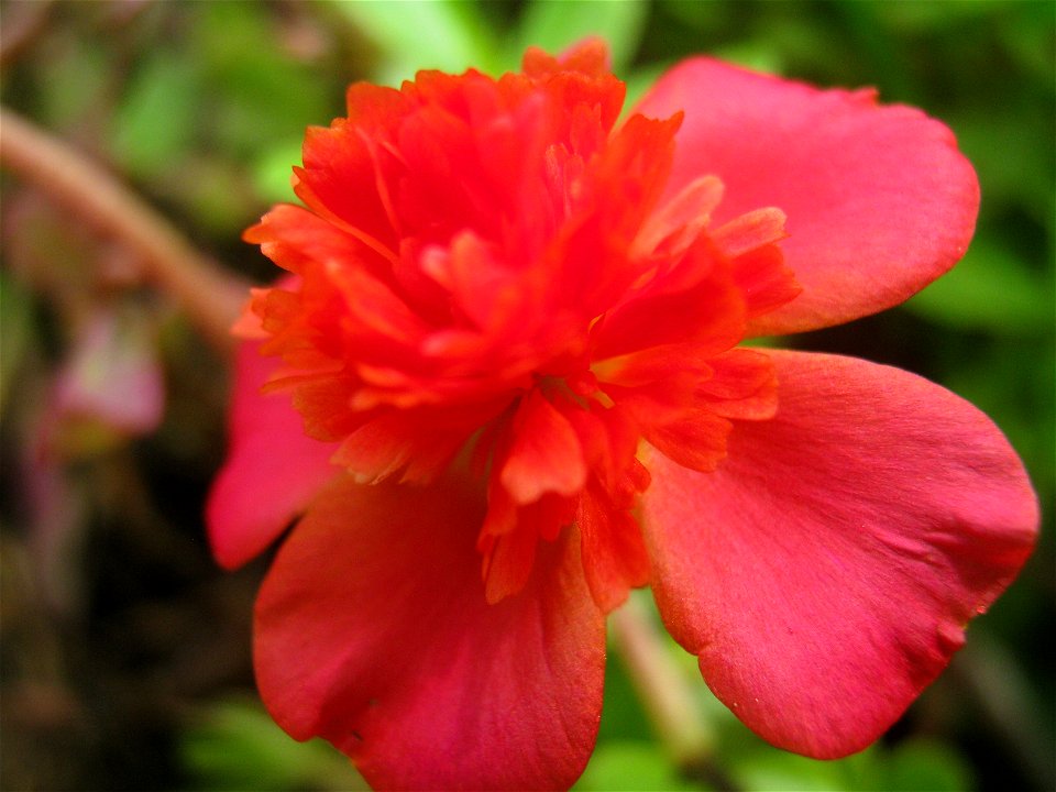 This is a uncommon flower of the plant Portulaca oleracea