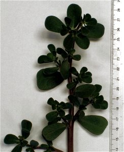 Portulaca oleracea photo