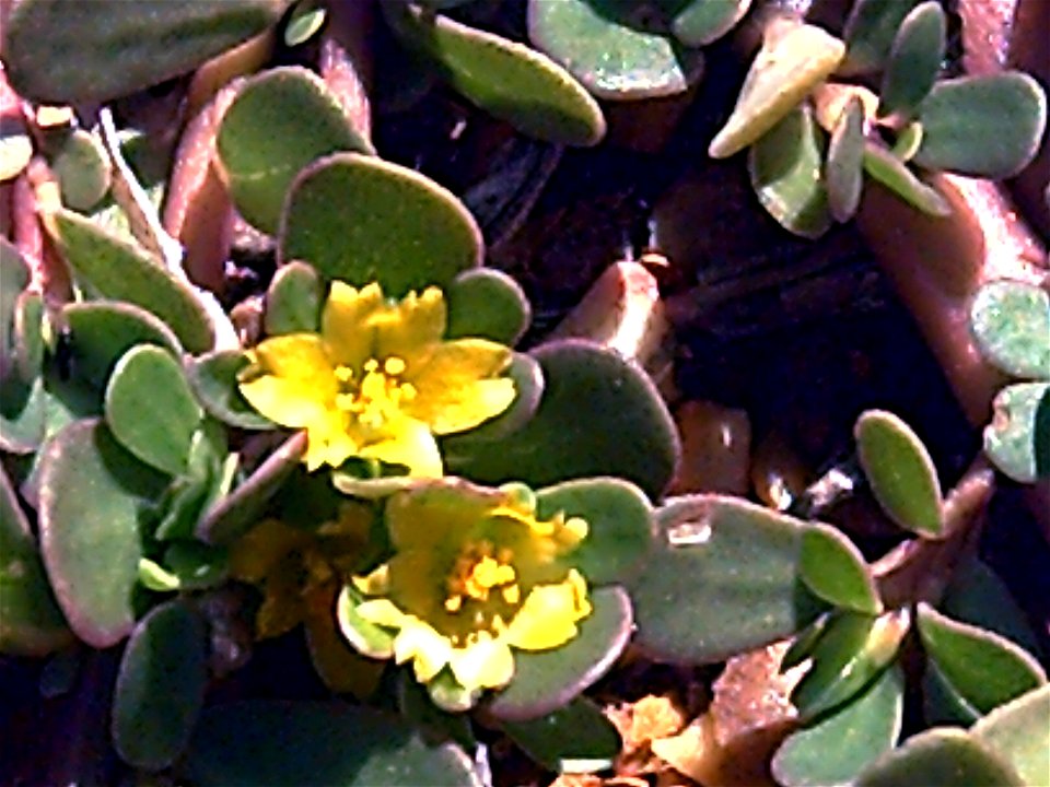 Portulaca oleracea flowers closeup in Dehesa Boyal de Puertollano, Spain