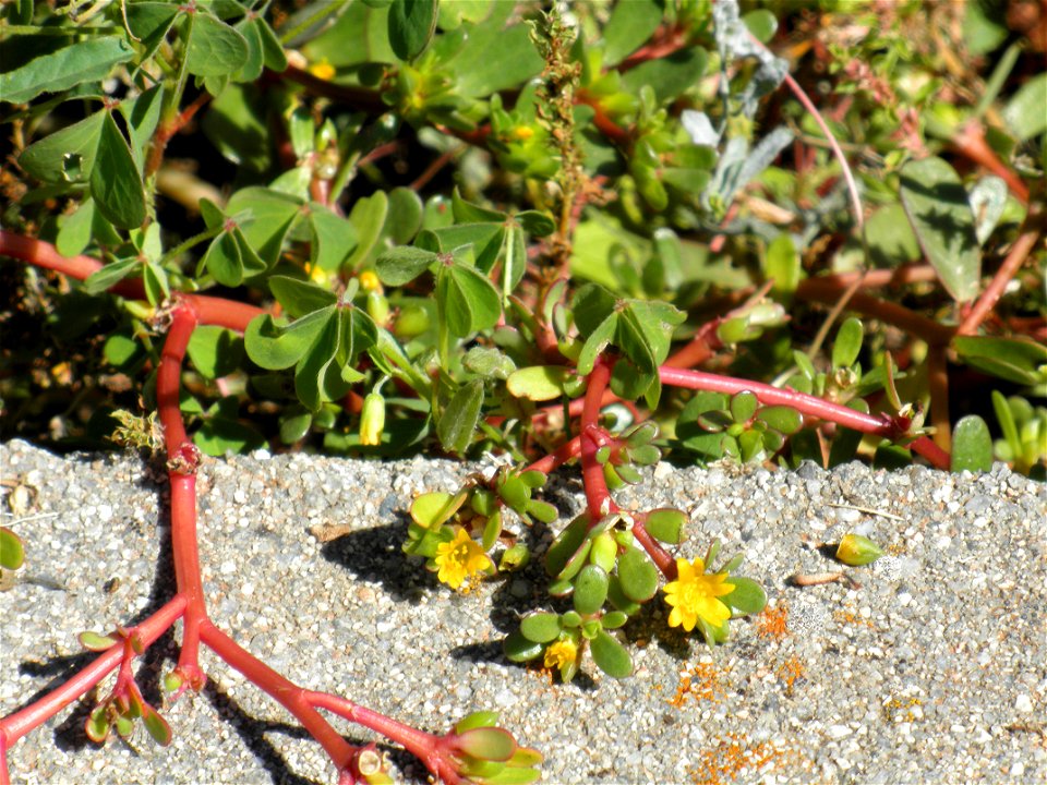 Portulaca oleracea flower close up, Dehesa Boyal de Puertollano, Spain