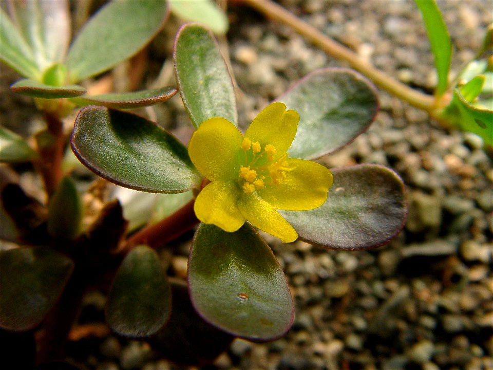 Portulaca oleracea flower (Wild type) at Odawara, Japan.