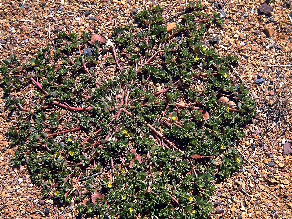 Portulaca oleracea Habitus in Dehesa Boyal de Puertollano, Spain