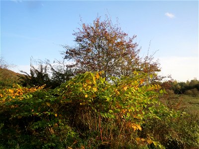 Japanischer Staudenknöterich oder Kamtschatka-Knöterich (Reynoutria japonica) im Naturschutzgebiet St. Arnualer Wiesen