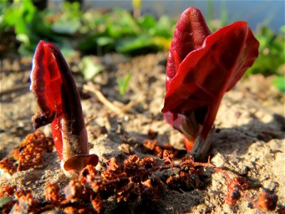 Bastard-Flügelknöterich oder Böhmischer Knöterich (Reynoutria × bohemica) an der Saar in Saarbrücken