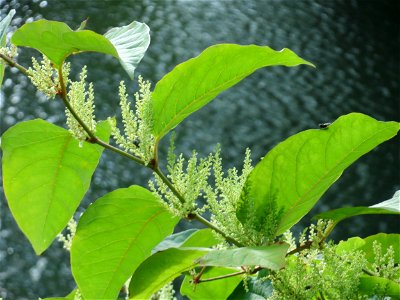 Bastard-Flügelknöterich oder Böhmischer Knöterich (Reynoutria × bohemica) an der Saar in Saarbrücken