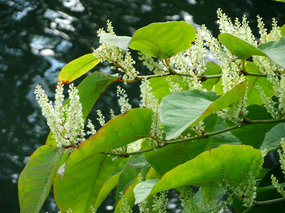 Bastard-Flügelknöterich oder Böhmischer Knöterich (Reynoutria × bohemica) an der Saar in Saarbrücken