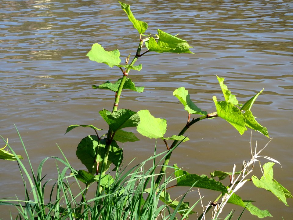 Japanischer Staudenknöterich oder Kamtschatka-Knöterich (Reynoutria japonica) am Neckarufer in Heidelberg-Neuenheim