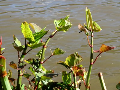 Japanischer Staudenknöterich oder Kamtschatka-Knöterich (Reynoutria japonica) am Neckarufer in Heidelberg-Neuenheim