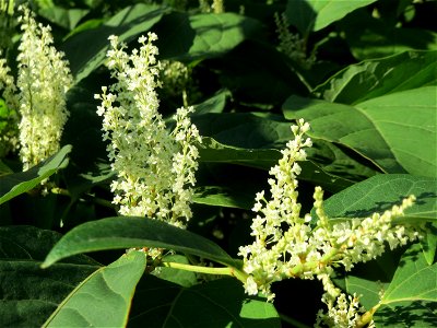 Japanischer Staudenknöterich oder Kamtschatka-Knöterich (Reynoutria japonica) in der Schwetzinger Hardt