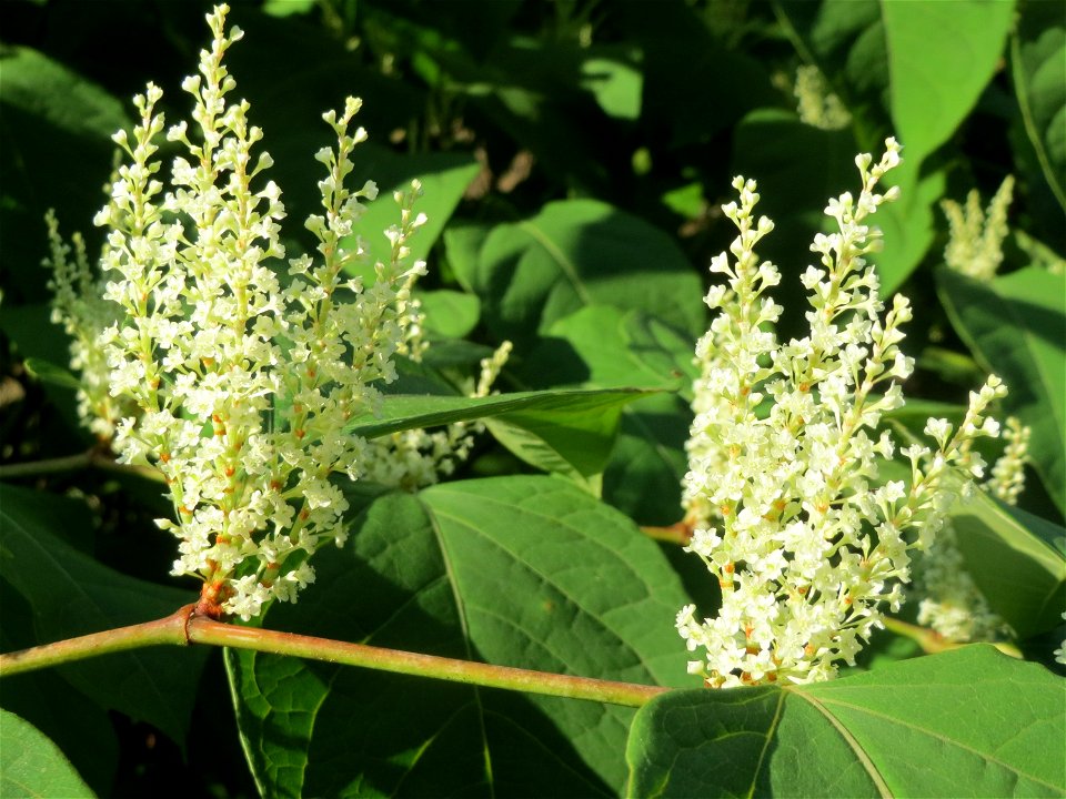 Japanischer Staudenknöterich oder Kamtschatka-Knöterich (Reynoutria japonica) in der Schwetzinger Hardt
