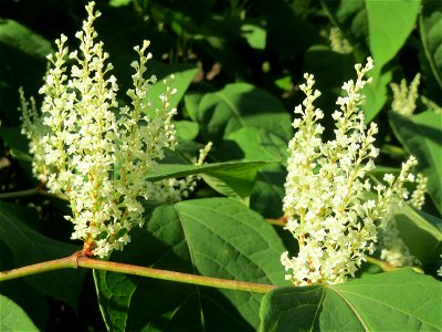 Japanischer Staudenknöterich oder Kamtschatka-Knöterich (Reynoutria japonica) in der Schwetzinger Hardt