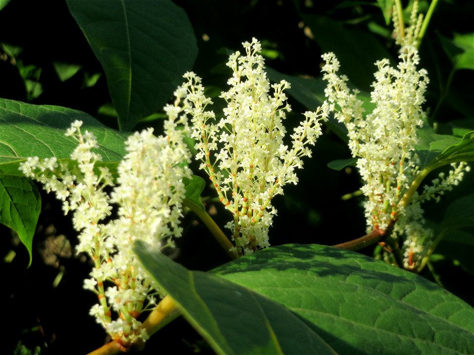 Japanischer Staudenknöterich oder Kamtschatka-Knöterich (Reynoutria japonica) in der Schwetzinger Hardt