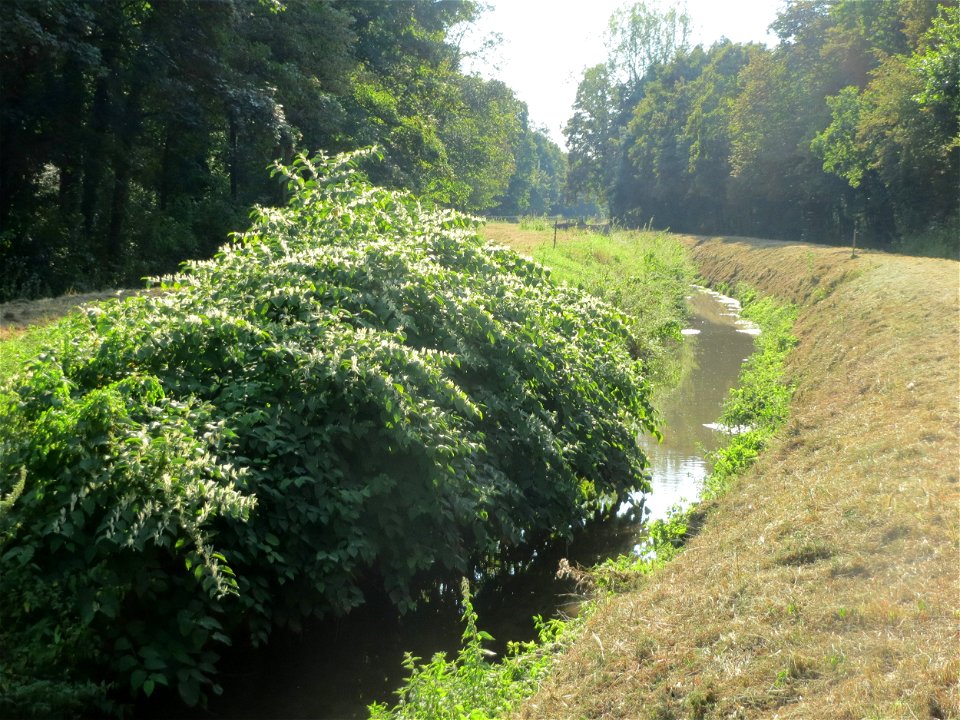 Japanischer Staudenknöterich oder Kamtschatka-Knöterich (Reynoutria japonica) im Schwetzinger Hardt