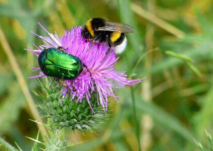 Nature summer wing