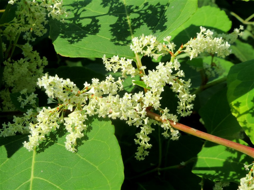 Japanischer Staudenknöterich oder Kamtschatka-Knöterich (Reynoutria japonica) bei der Galgendell in Alt-Saarbrücken
