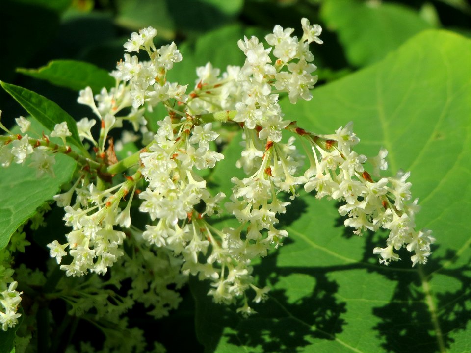 Japanischer Staudenknöterich oder Kamtschatka-Knöterich (Reynoutria japonica) bei der Galgendell in Alt-Saarbrücken