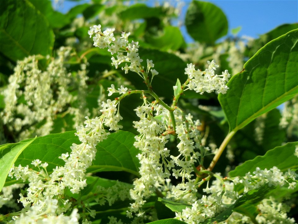 Japanischer Staudenknöterich oder Kamtschatka-Knöterich (Reynoutria japonica) bei der Galgendell in Alt-Saarbrücken