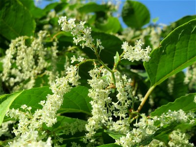 Japanischer Staudenknöterich oder Kamtschatka-Knöterich (Reynoutria japonica) bei der Galgendell in Alt-Saarbrücken