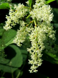 Japanischer Staudenknöterich oder Kamtschatka-Knöterich (Reynoutria japonica) bei der Galgendell in Alt-Saarbrücken