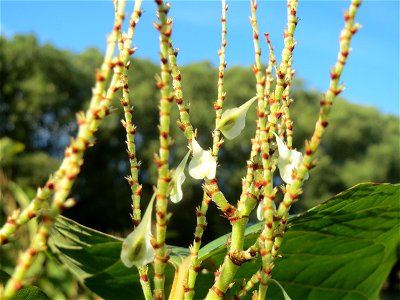 Fast verblühter Böhmischer Knöterich (Reynoutria × bohemica) an der Saar in Saarbrücken