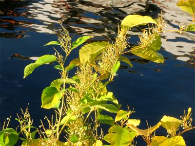 Japanischer Staudenknöterich oder Kamtschatka-Knöterich (Reynoutria japonica) an der Saar in Saarbrücken