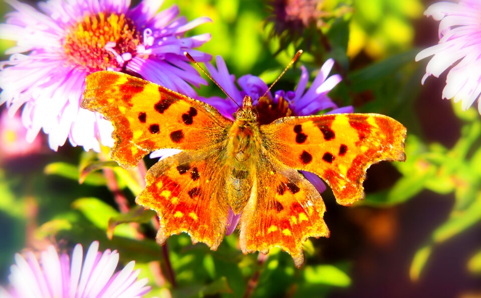Apiformes animals nature