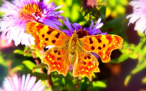 Apiformes animals nature